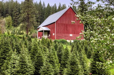 Know-before-you-go Tips for Visiting a Christmas Tree Farm - Trekaroo ...