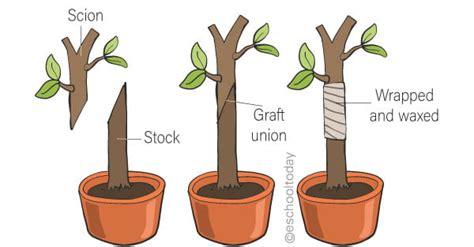 Plant Propagation Techniques and Benefits | Office of Sustainability ...