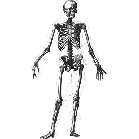 Human clipart human skeleton - Clipartix