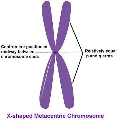 Centromere | Definition, Function & Structure - Lesson | Study.com