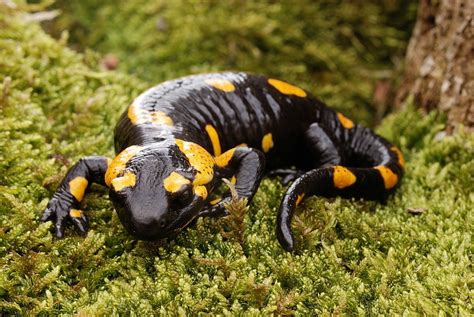 Fire salamander (salamandra salamandra) taking the genus in general ...