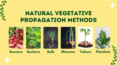 Natural Vegetative Propagation - Keet's Digital Technology's Ko-fi Shop ...