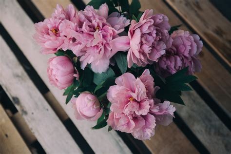 Pink peony flowers bouquet HD wallpaper | Wallpaper Flare