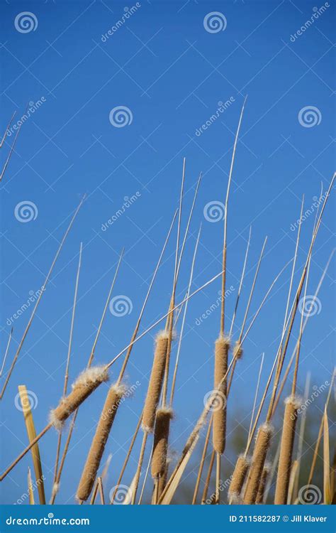 Cattails Exploding with Seed Against Clear Blue Sky Stock Image - Image ...