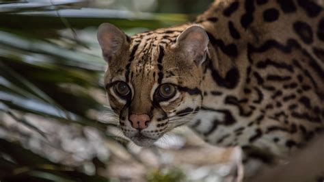 Nature: Preview of American Ocelot | Cascade PBS