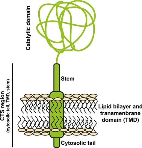 Structure of N-glycosyltransferases. Golgi-located glycosyltransferases ...