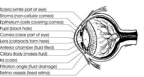 Pet Eye Disease, Dog Eye Anatomy And Structure - Guide - Safarivet