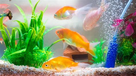 The Ultimate Guide to Goldfish Tanks | The Goldfish Tank