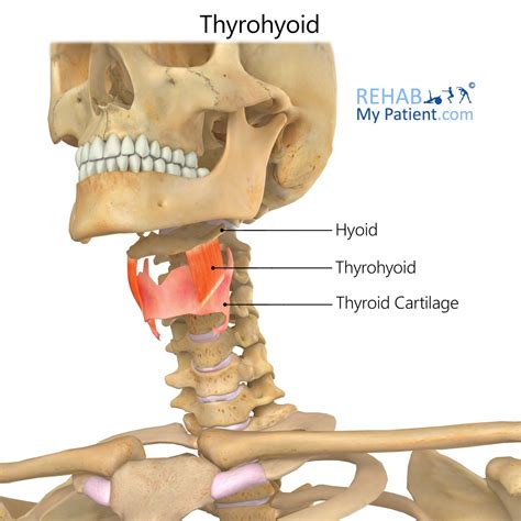 Thyrohyoid | Rehab My Patient