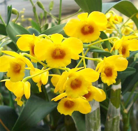 Egg-stra Beautiful Yellow Orchids for Easter | Orchidaceous! Orchid Blog