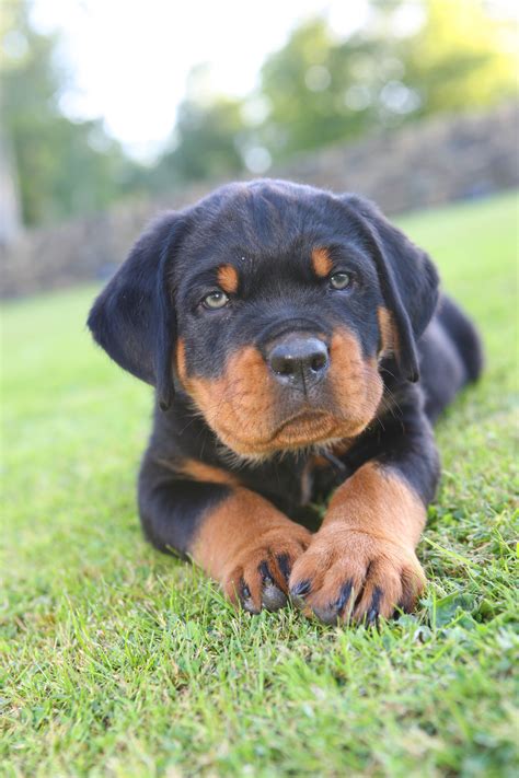 Rottweiler Puppies Wallpaper (54+ images)