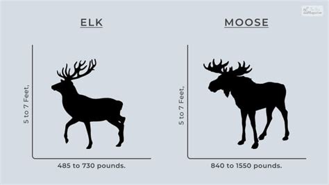 Elk vs Moose Size Comparison: Exploring the Giants of the Forest