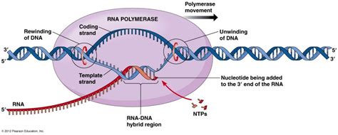 Transcription in Prokaryotes