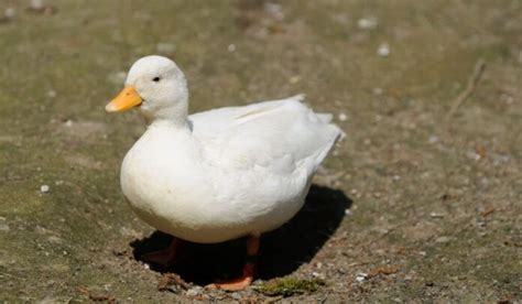 Exploring 9 White Duck Breeds: A Guide to These Beautiful Waterfowl | 2024