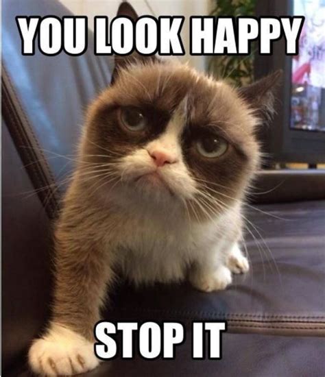 Pin by Niki Aydarov on Cute Animals | Funny grumpy cat memes, Grumpy ...