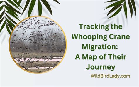 Tracking the Whooping Crane Migration: A Map of Their Journey