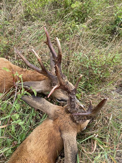 UNITED KINGDOM: Roebuck Hunt | AfricaHunting.com