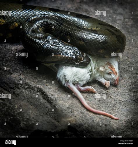 Snake eating a white mouse Stock Photo - Alamy