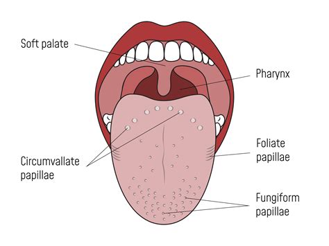 Inflamed Taste Buds: 11 Causes and Treatment