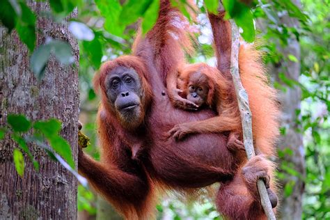 ABOUT ORANGUTANS