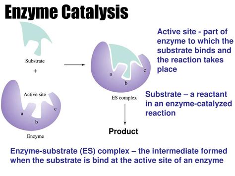 PPT - ENZYME- BIOLOGICAL CATALYST PowerPoint Presentation, free ...