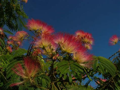 Mimosa tree in full bloom | Smithsonian Photo Contest | Smithsonian ...