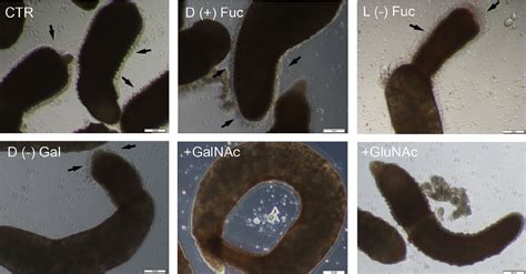 Inverted microscope images of sporocysts cultured with hemocytes from ...