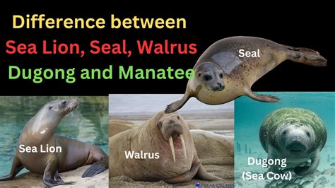 Difference between Sea lion, Seal, Walrus, Dugong (Sea Cow) and Manatee ...