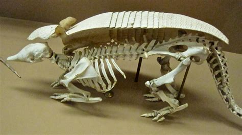 Armadillo Anatomy Diagram