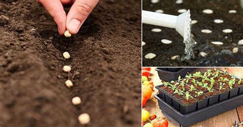 How To Plant Vegetable Seeds - Plant Ideas