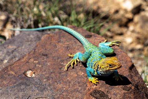 lizard Wallpapers Images Photos Pictures Backgrounds