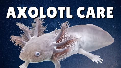 AXOLOTL CARE GUIDE | Housing, Feeding, & Tank Mates | Ambystoma ...