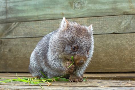 We finally know how wombats poop cubes | Popular Science