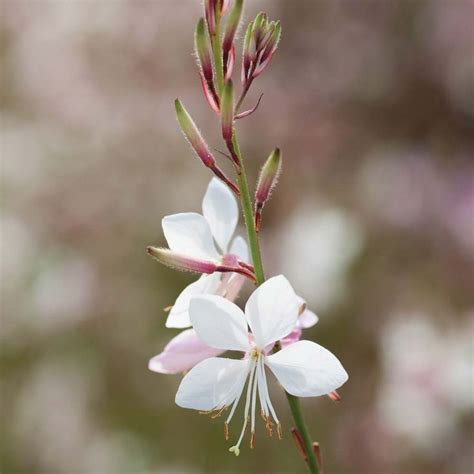 17 Best images about GUARA on Pinterest | Plants, Pink flowers and Rainbows