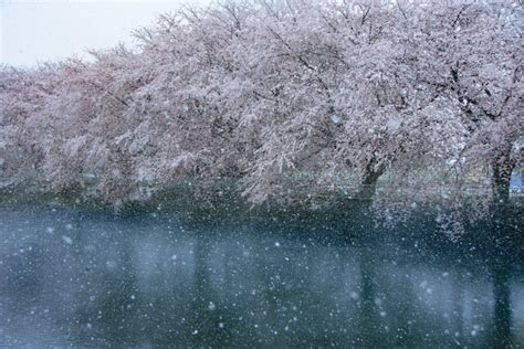 Pictures Of Late Spring Snow Adds Icy Touch To Japan’s Sakura Season