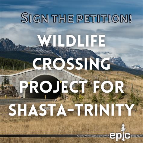 Sign the Petition: Protect Wildlife Connectivity with the Shasta ...