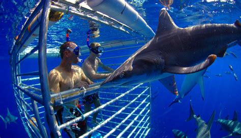 Shark Cage Dive Oahu, North Shore - 2 Hours