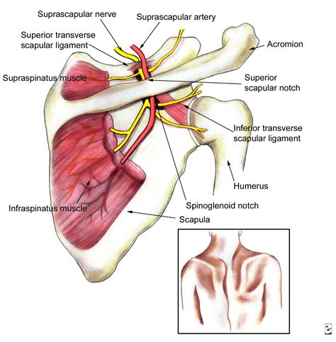 Pinterest | Shoulder anatomy, Chronic pain disorder, Nerve