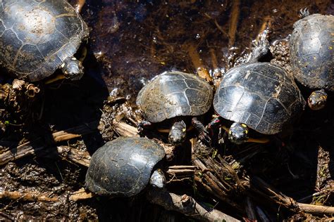 Restoration Project Spotlight: Creating Spotted Turtle Habitat in ...