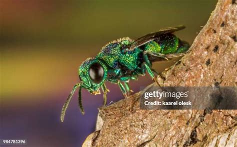 139 Cuckoo Wasp Stock Photos, High-Res Pictures, and Images - Getty Images