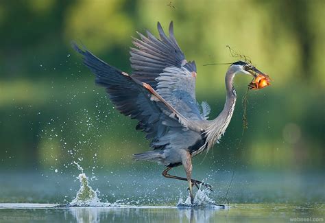 25 Most Beautiful Bird Photography examples and Tips for photographers