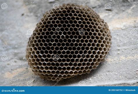 Closeup of a Large Paper Wasp Nest on the Ground with a Blurry ...