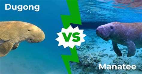 Dugong vs Manatee: 9 Key Differences Explained - A-Z Animals