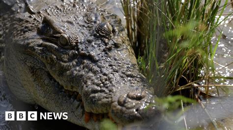 Why Indonesia can’t stop crocodile attacks