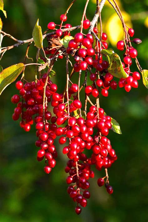 The Ultimate Guide to Fall Berry Planting | Gardener’s Path