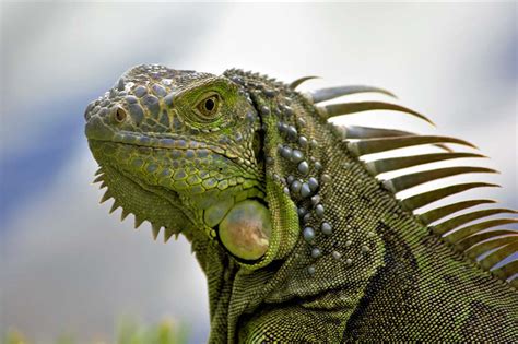 Do Green Iguanas Make Good Pets? | Blue Dragon Pets