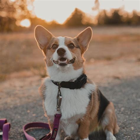 E-Collar vs. Shock Collar: What’s the Difference?