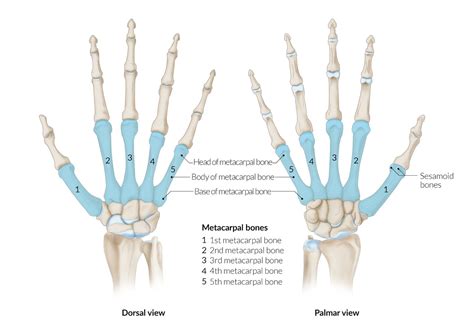 Litoral Reorganizar Residuos palmar definition anatomy Extinto ...