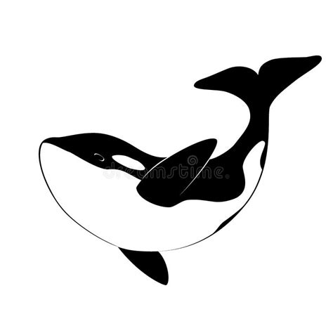 Isolated Black Silhouette of Orca Whale on White Background. Killer ...