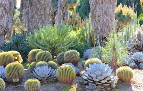 Five Feature Plants for Arid Areas - Designer Trees Australia